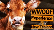 WWOOFing in New Zealand on a Dairy Farm - New Zealand's Biggest Gap Year – BackpackerGuide.NZ