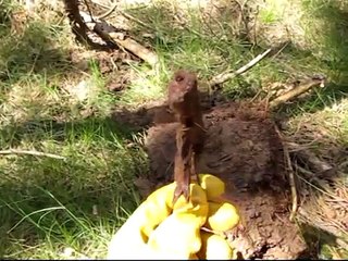 MP44 / StG44 and WWII Third Reich Eastern Front Battlefield Relics