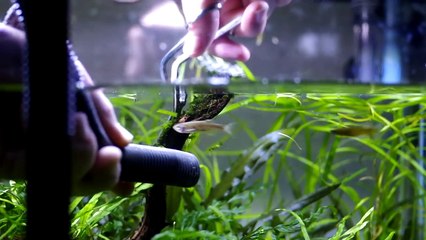 10 Quick Aquarium Tips That Will Save You Time & Money Ep. 1