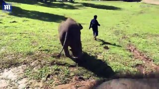 Adorable One-Year-Old Elephant Takes A Comical Tumble At Sanctuary