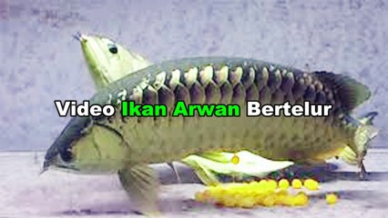 Best Arowana Breeding Farm