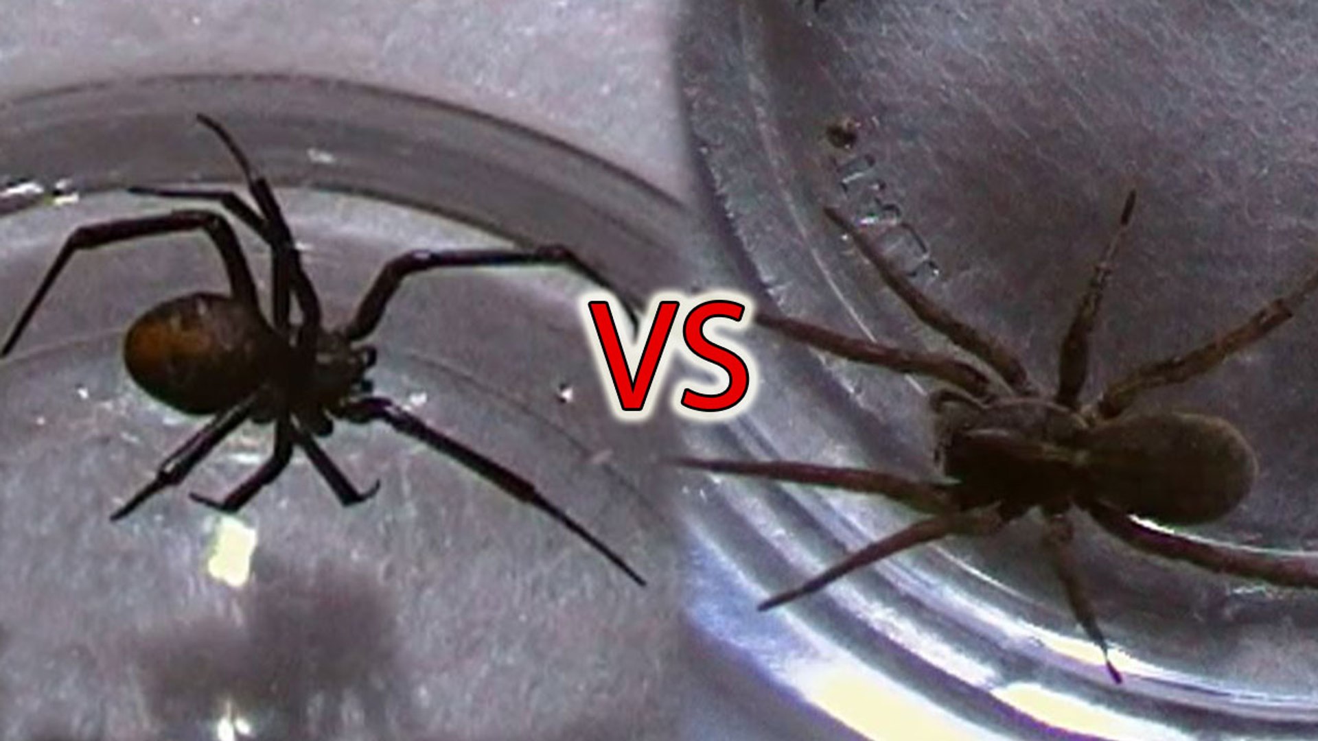 Redback Spider vs Wolf Spider