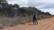 Kangaroo fight in the middle of the road in Australia
