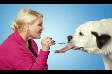 Dog’s giant 7ins tongue is the longest in the world.