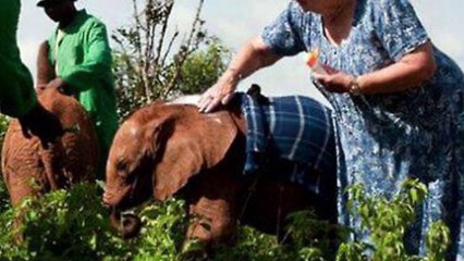 The Elephants Always Line Up To Hug This Woman. The Reason Why Left Me Speechless
