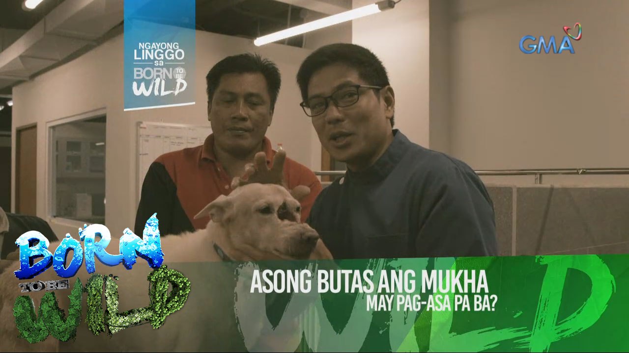 Born to be Wild: Asong may butas sa mukha, gagamutin