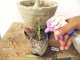 How to grow adenium As Bonsai | desert rose | grow adenium from cuttings
