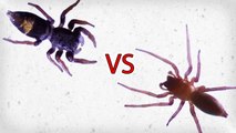 Sac Spider vs Jovial Jumping Spider