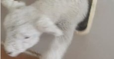 Lamb Struggles Through Cat Door, Thinks He's a Kitten