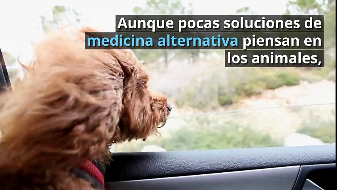 Reiki en Animales