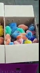 Venezolano que vende pollitos de colores genera indignación