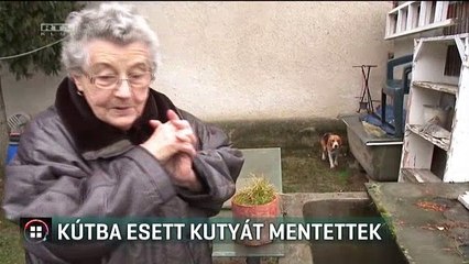 Kútba esett kutyát mentettek, Dasy már jól van