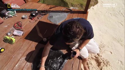 I Segreti Dello Squalo Martello