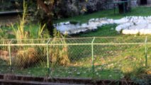 Aggressive Walking of a Royal Bengal Tiger inside  Alipore Zoological Gardens