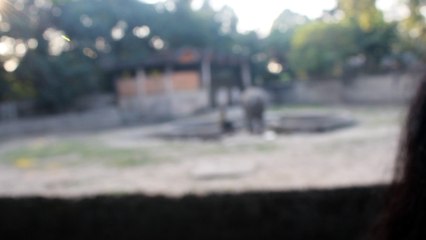 seen ine elephant inside the alipore zoological garden