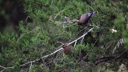Cedar Waxwing Birds Eating Berries
