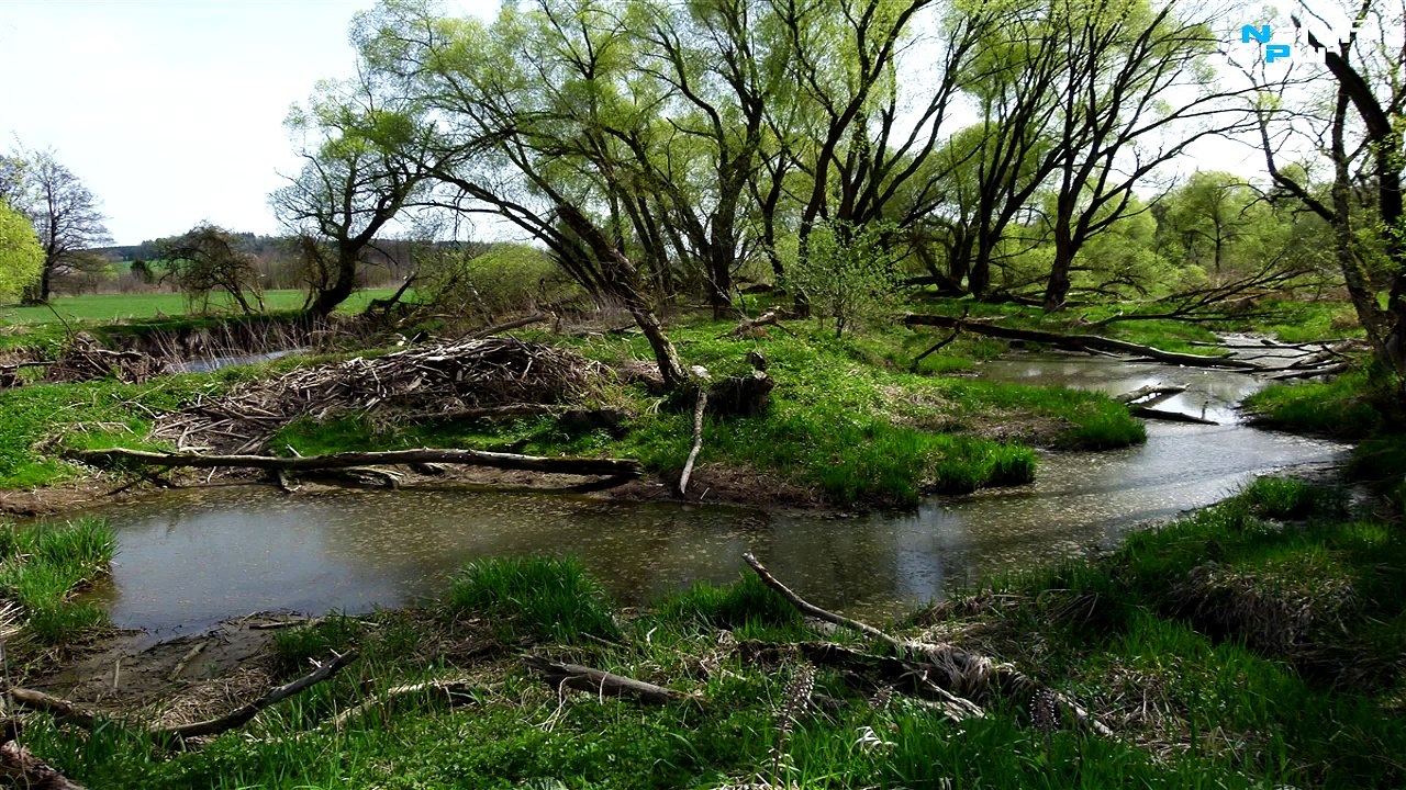 Gigantisch - Weltgrößter Biberdamm sogar aus dem Weltall zu sehen