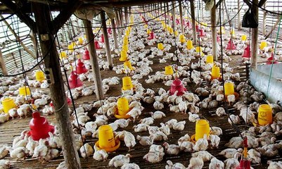 Harga Ayam Tinggi, Peternak Hentikan Sementara Usahanya