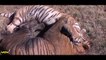 Lion vs Lion Fight to Death, Lion vs Tiger, Lion vs Buffalo Most Amazing Wild Animal Attacks #17