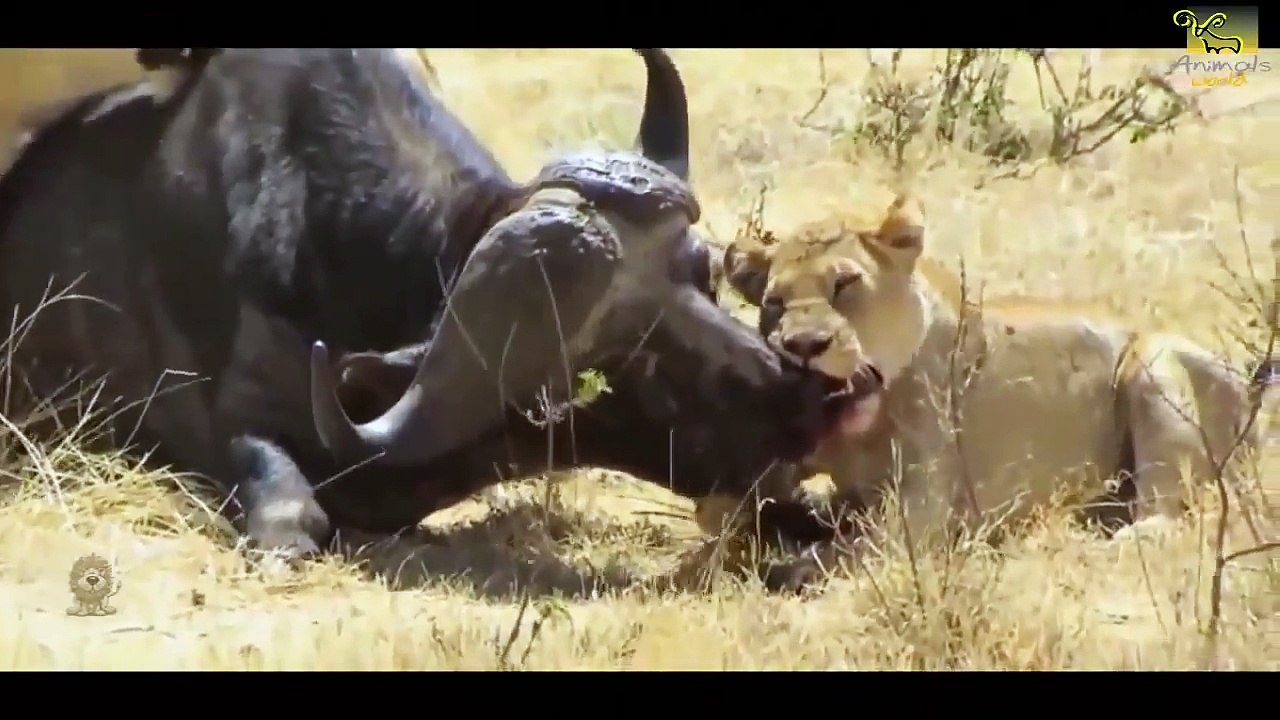 Tiger Vs Dog Fight To Death