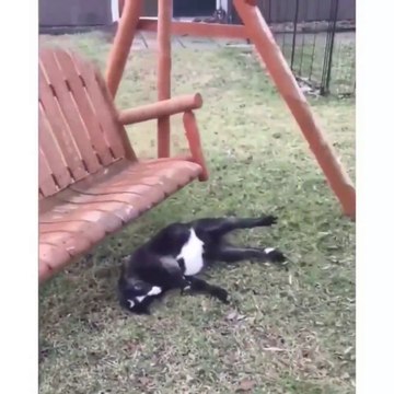 Toutes ces gamelles d'animaux vont faire votre journée... Compilation hilarante