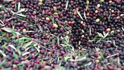 Zeytin ağacından toplandı, yağının kalitesi arttı - BALIKESİR