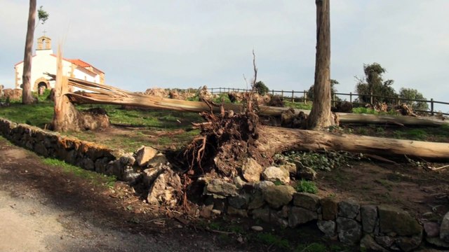 Árboles arrancados por el viento en San Antonio, Candás, Carreño, Asturias