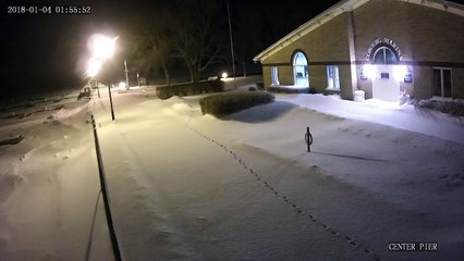rencontre nocturne entre un renard et une chouette