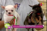 Perros chihuahuas conoce más sobre esta raza oriunda de México