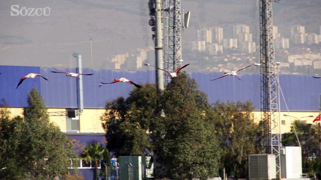 İzmir körfez otobanı, flamingoların beslenme alanından geçecek