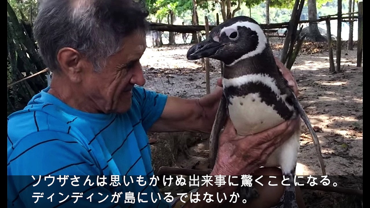 おじいさんに会いたくて かつて命を救ってくれたおじいさんに会うために毎年やってくるペンギン 動画 Dailymotion