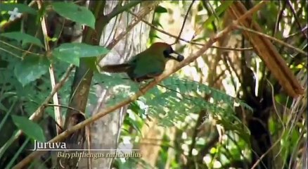 A Mata Atlântica e os Ciclos da Vida