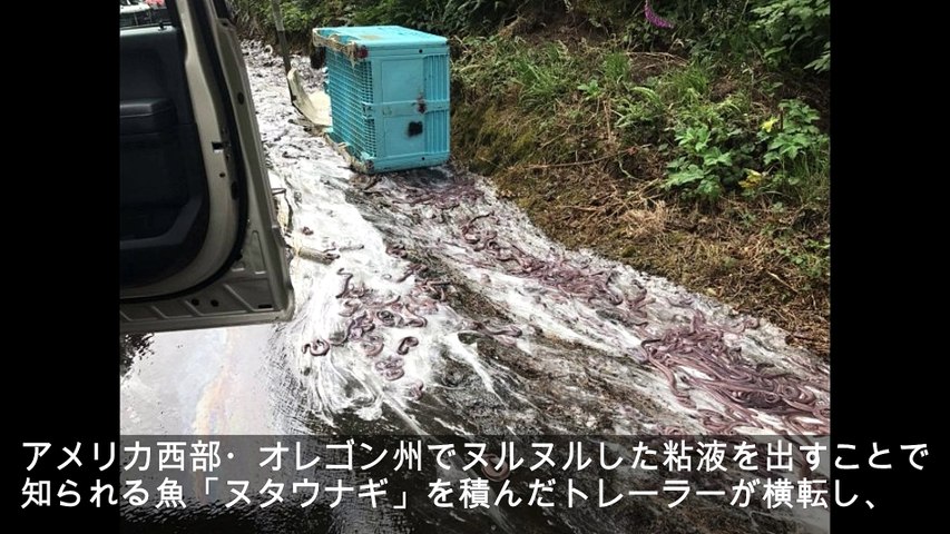 大量のヌタウナギで道路がヌルヌル 後続車4台がスリップ事故 動画 Dailymotion