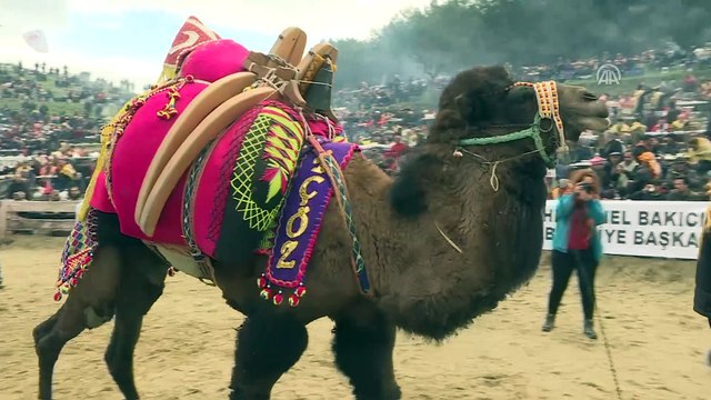 36. Selçuk Efes Deve Güreşi Festivali - İZMİR