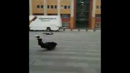 Des piétons projetés au sol par le vent (Amsterdam)