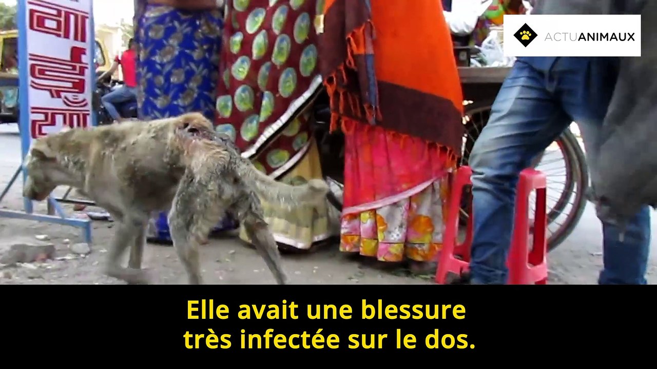 Un vieux chien, désorienté, sauvé d’une terrible blessure