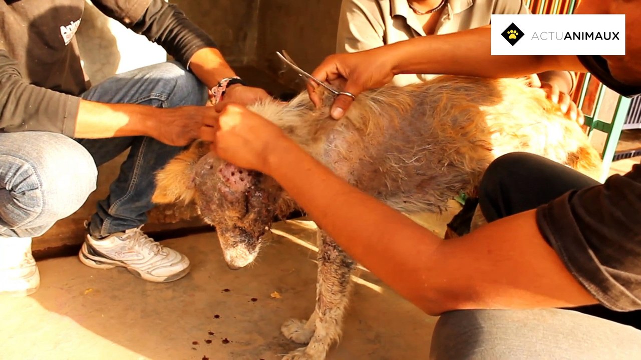 Un chien sauvé du caniveau. Sa récupération va vous surprendre !