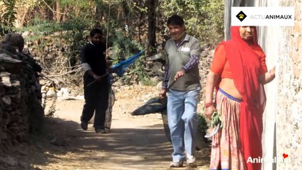 Chienne secourue d’un étranglement à cause d’un fil incrusté