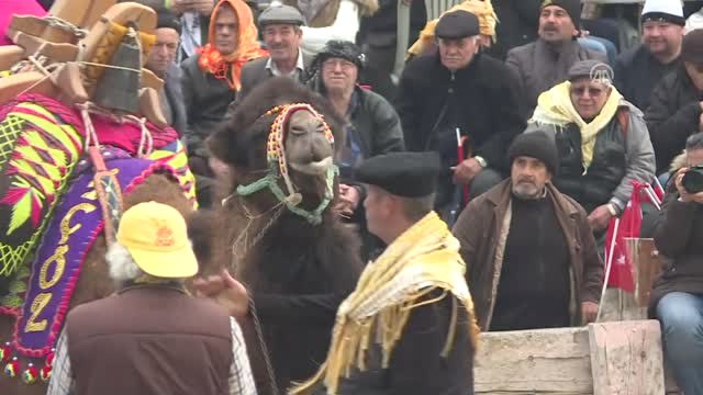 36. Selçuk Efes Deve Güreşi Festivali