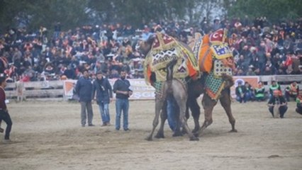 Turquía celebra las populares y tradicionales luchas de camellos