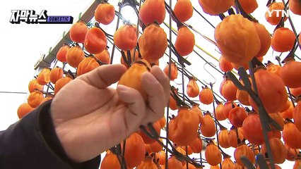 [자막뉴스] 과학적으로 밝혀진 겨울 제철 '곶감'의 효능 / YTN