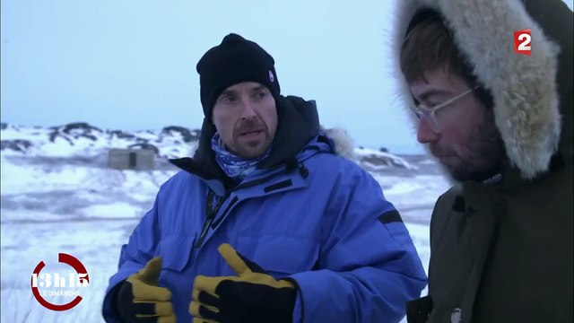 Canada : La population d'ours polaires a diminué de 24% en trente ans dans la baie d'Hudson