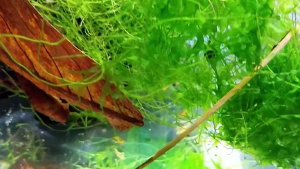 How to Breed Tangerine Tiger Shrimp in the Aquarium - Orange / Yellow Shrimp