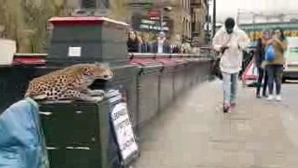 LEOPARD PRANK_ CAMDEN TOWN