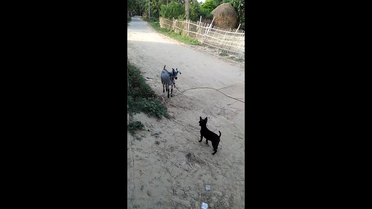funny Goat attacked on puppy