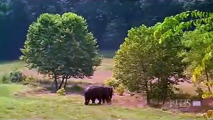 Après 22 ans de séparation, deux éléphants se retrouvent