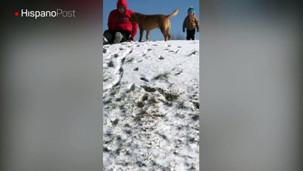 A este perro le encanta lanzarse en trineo junto a su dueño