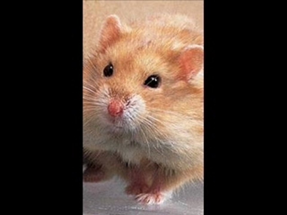 la taverne de kadelfek 01