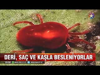 Yatağımızı paylaştığımız gözle görülmeyen canavarlar