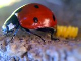 Ladybug Laying Eggs! (Close-up)